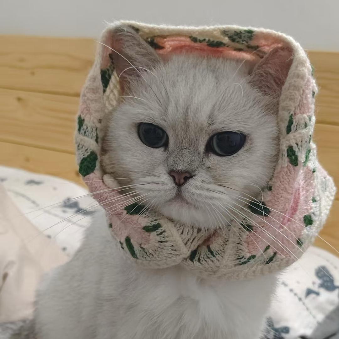 花花🫧