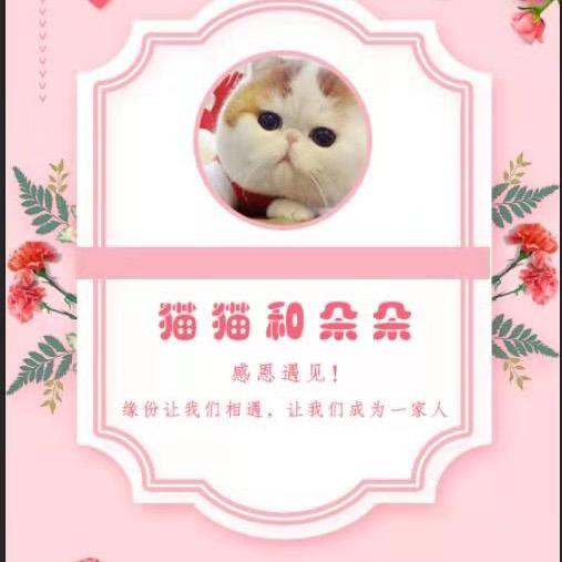 猫猫珠宝