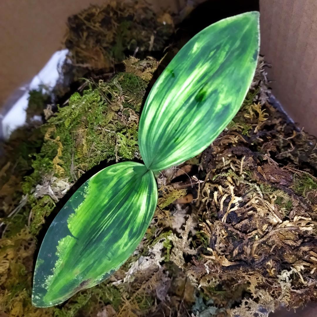 蘭国留香（兔子兰）