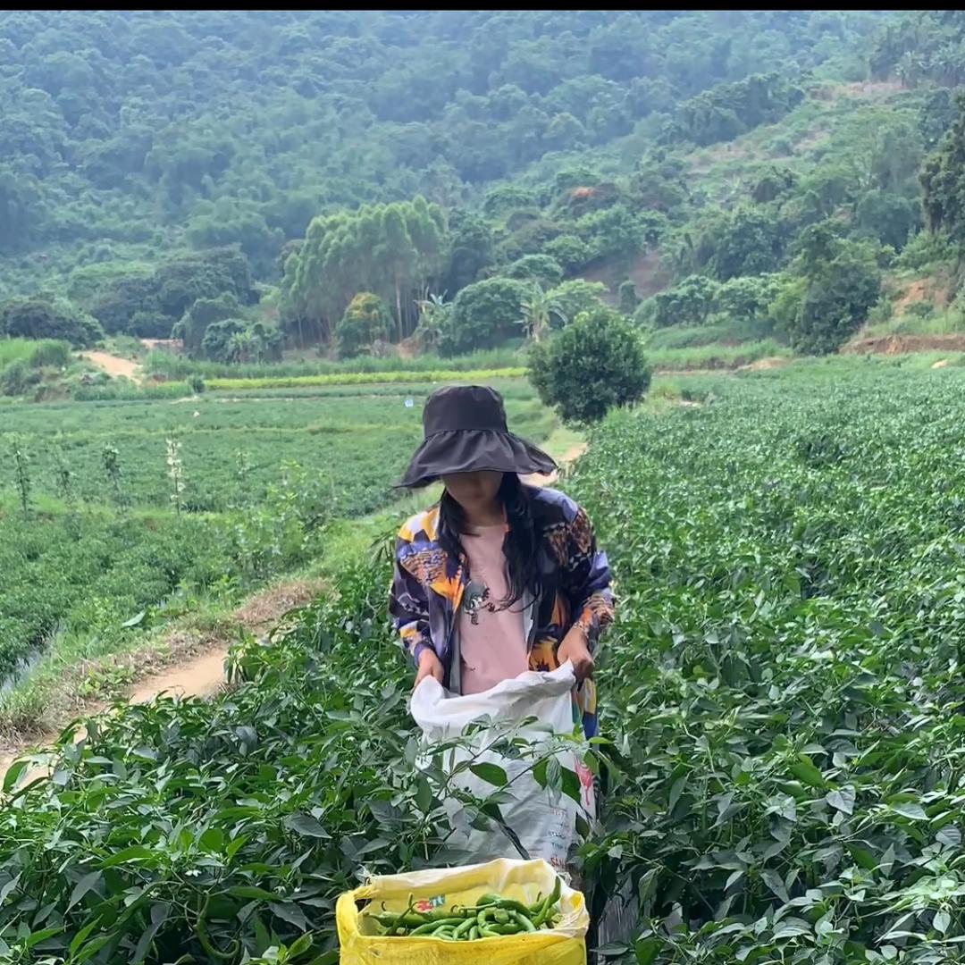 山农朱妹