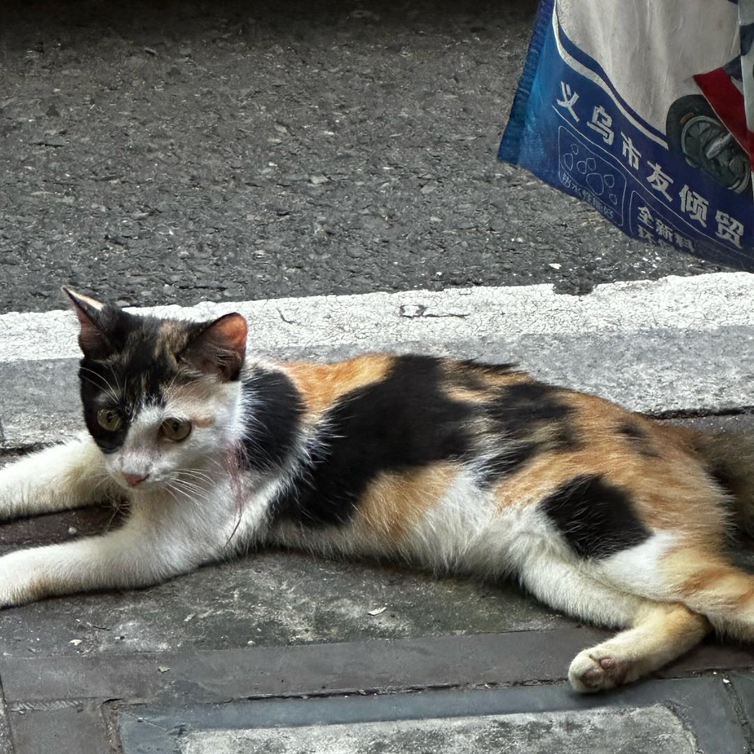 three花