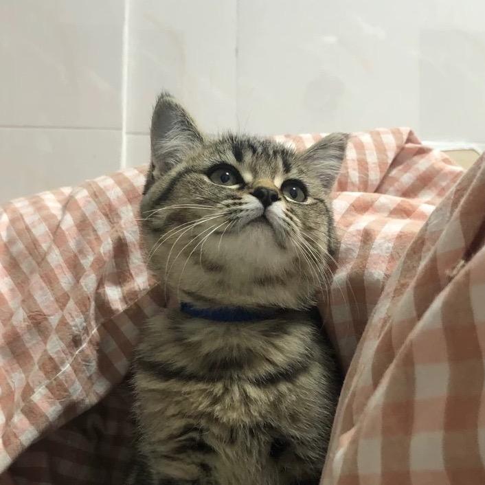 在在酱