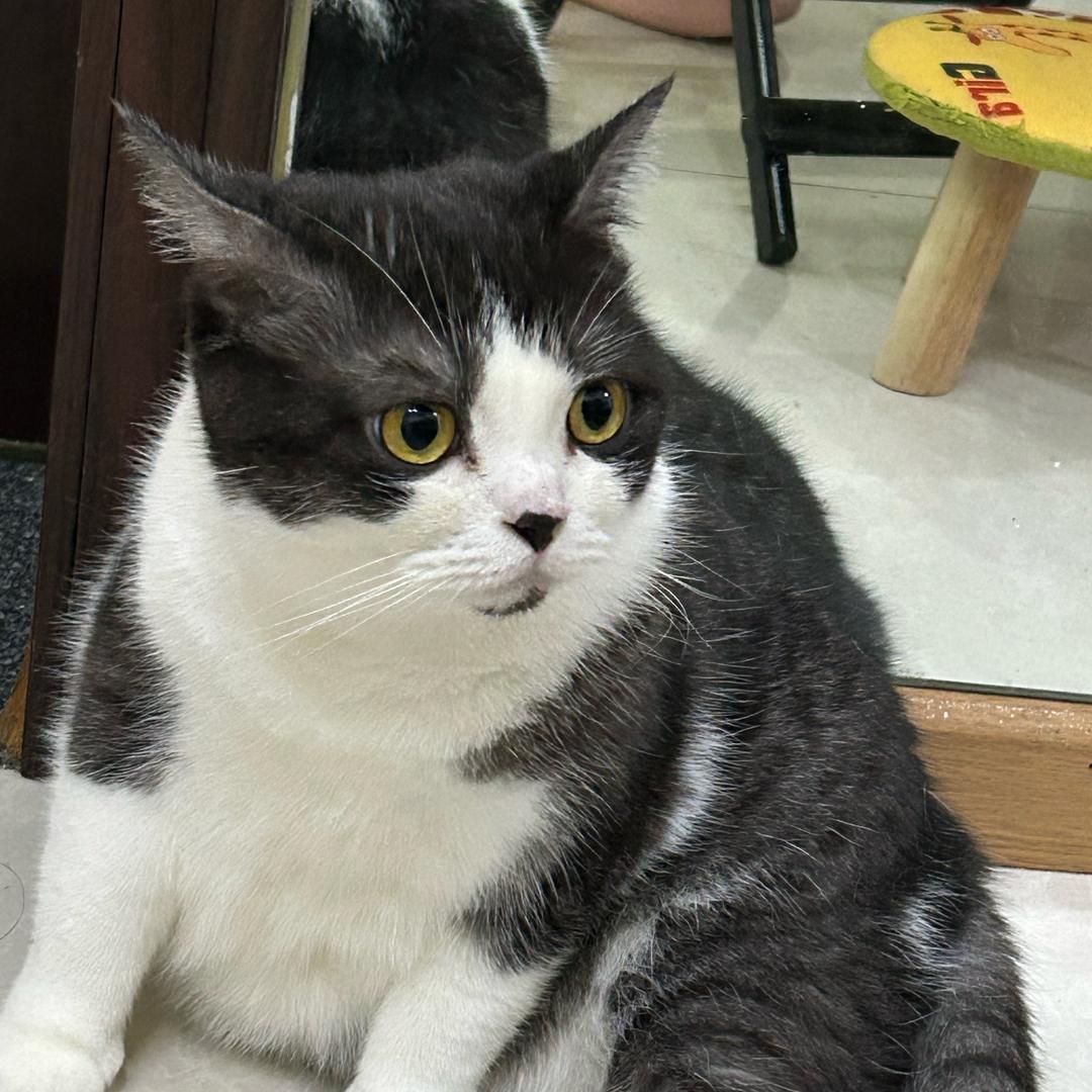 🐶小黄🐱