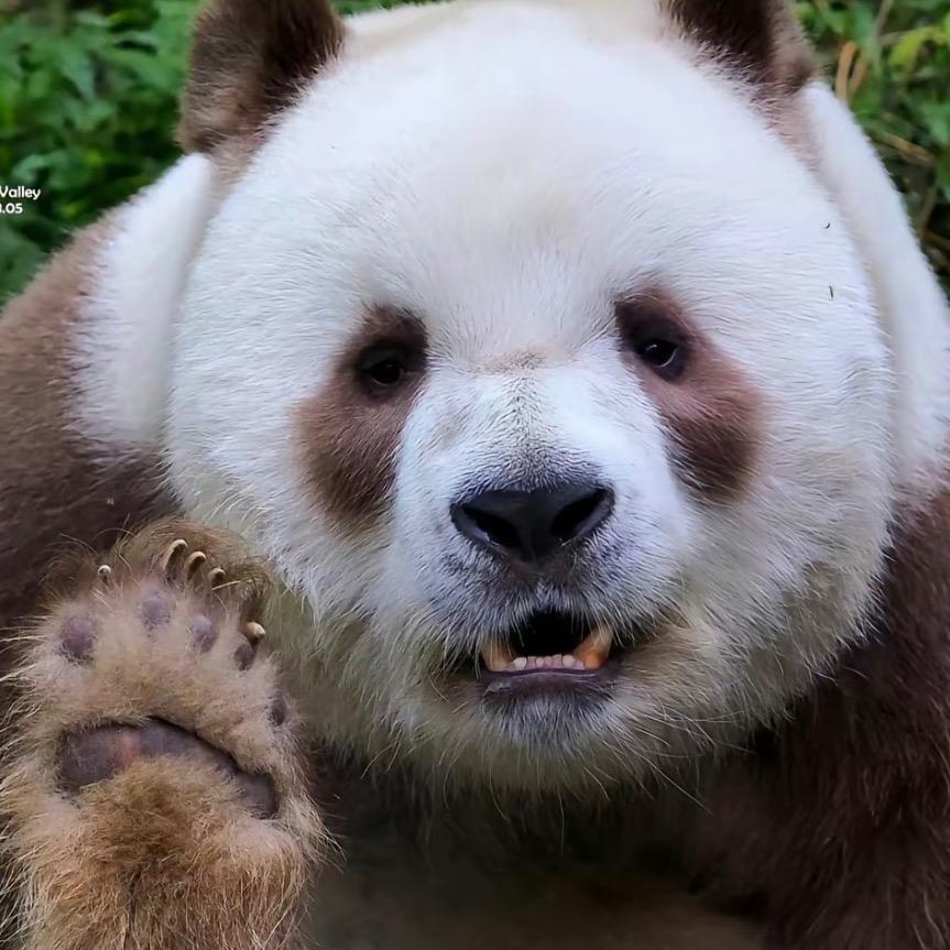 漏气嘎子罐