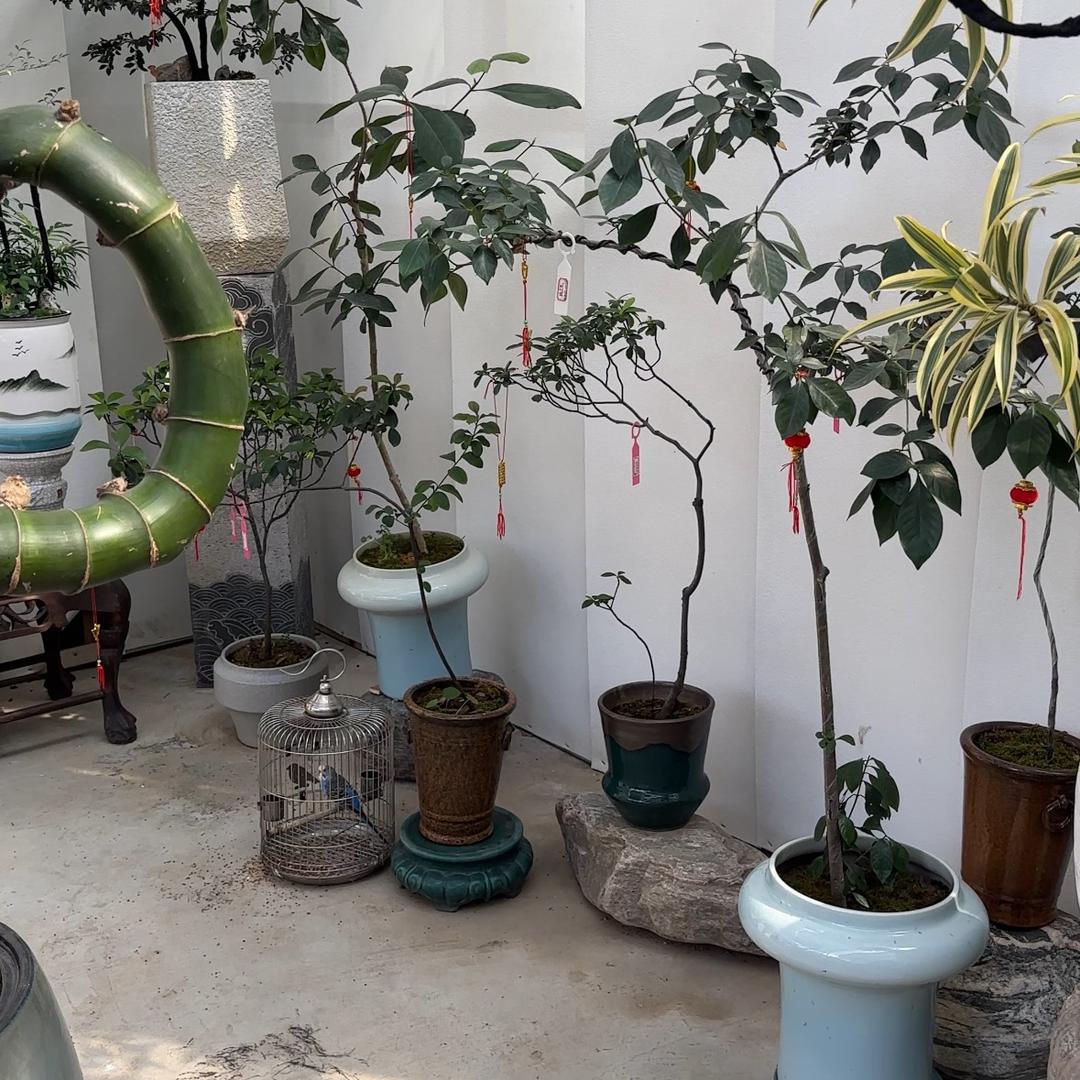 东篱绿植园艺