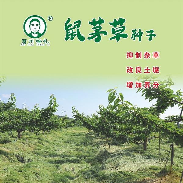 鼠茅草批发零售(眉州橙礼)