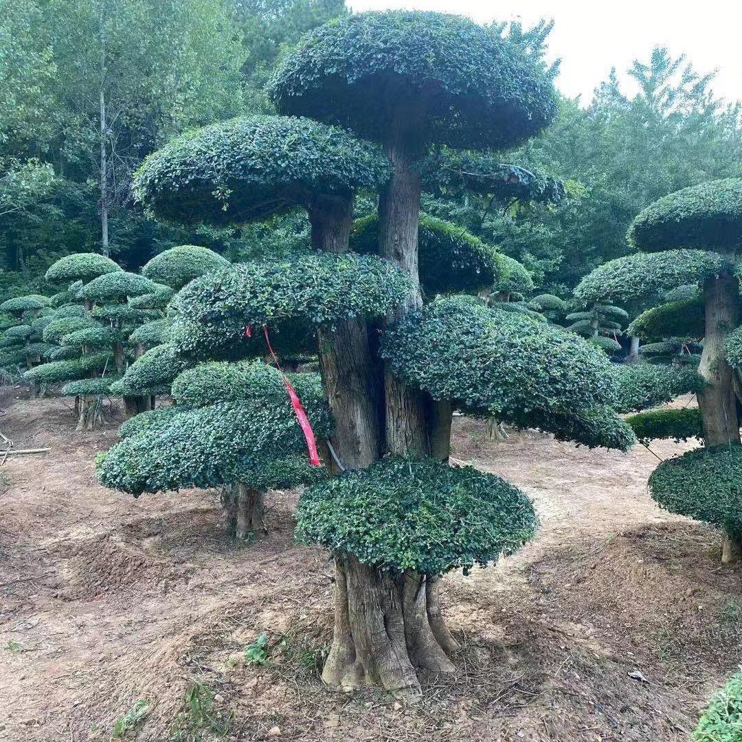 榕缇园林绿化