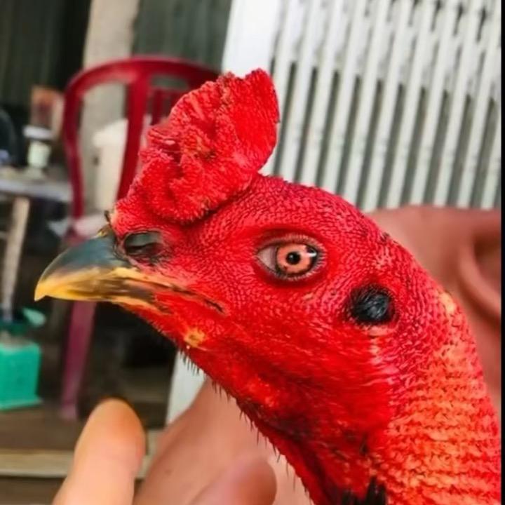 黔东南凯里斗鸡（阿兴）