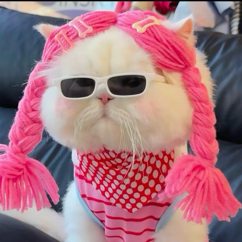 猫了个咪