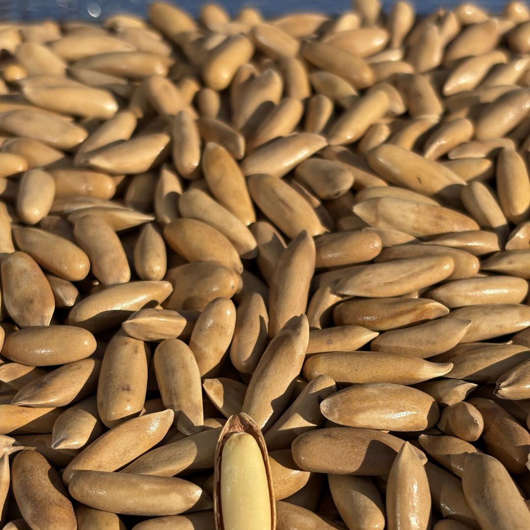 千顷山巴西松子