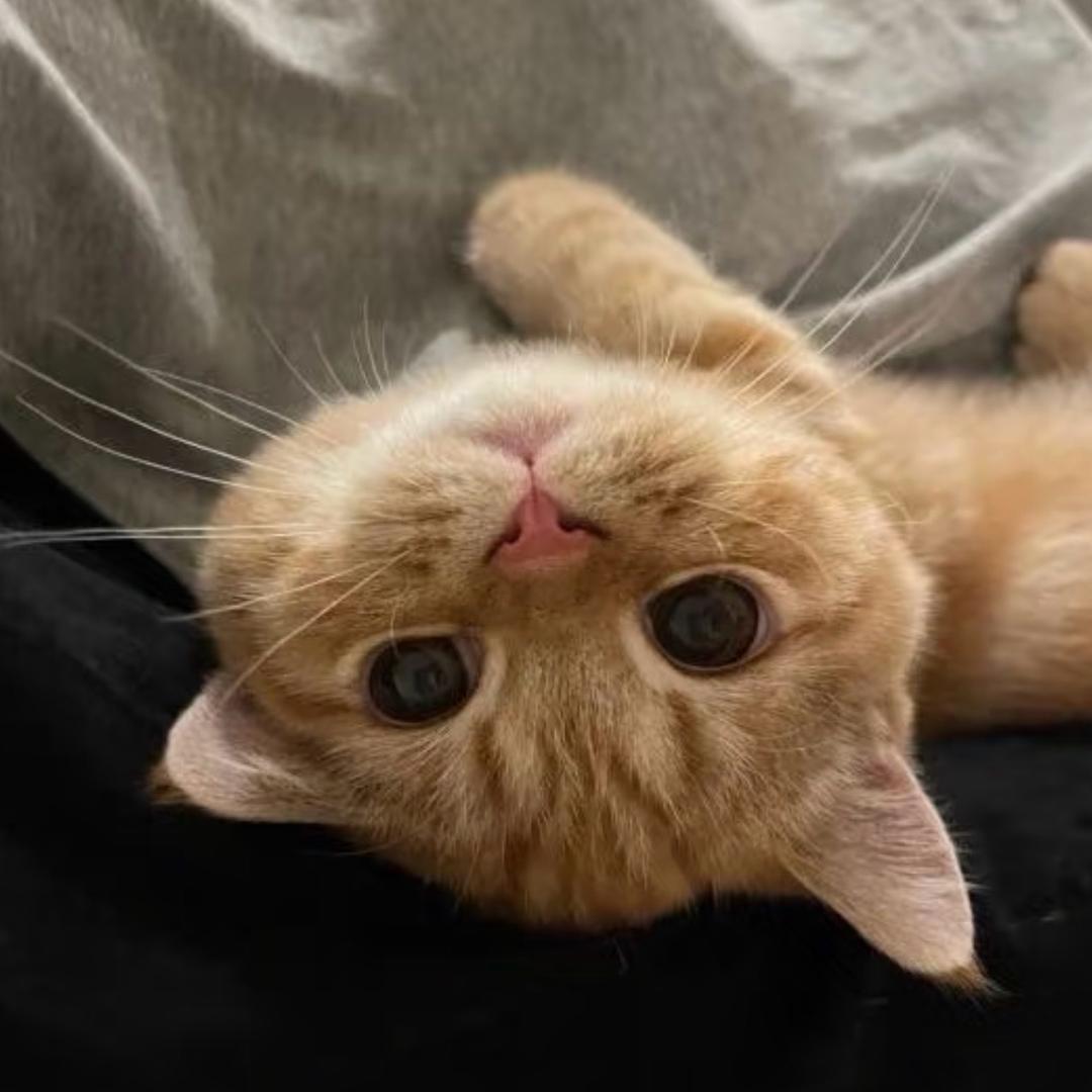 小耶