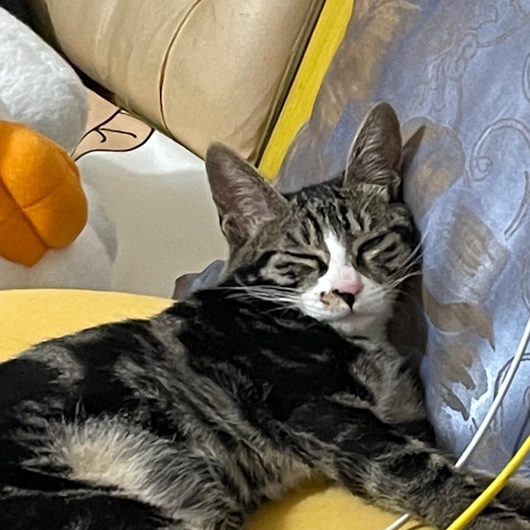 🌈好运常伴阿豹