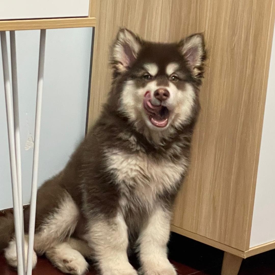 爱锤大熊的胖虎