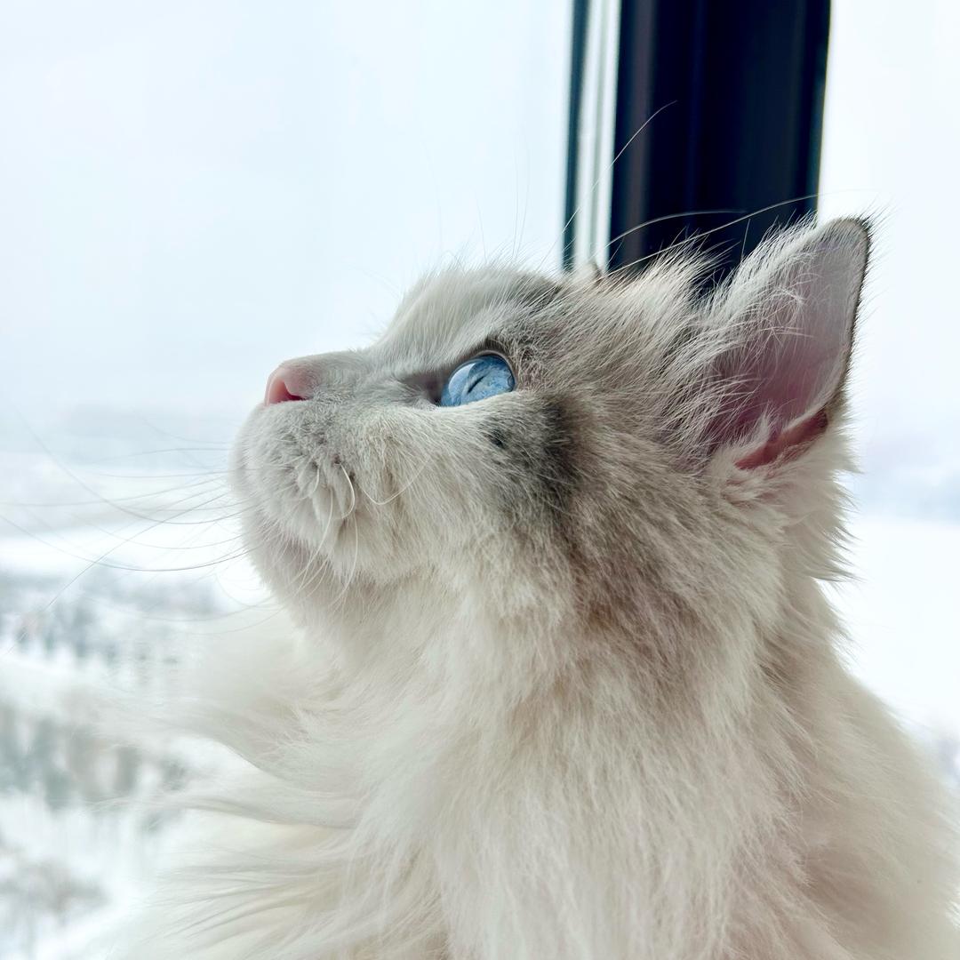 家有礼拜天儿🐈