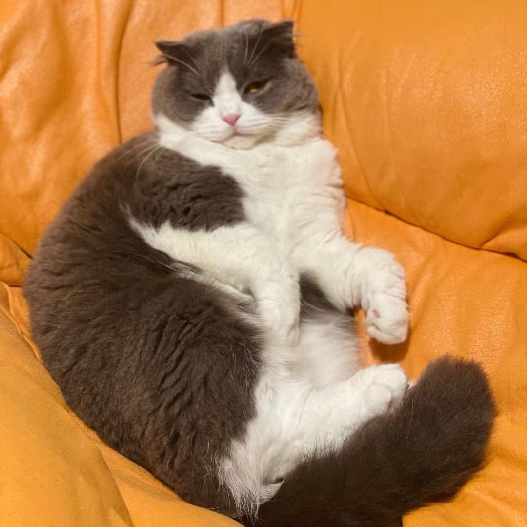 波妞是只猫&