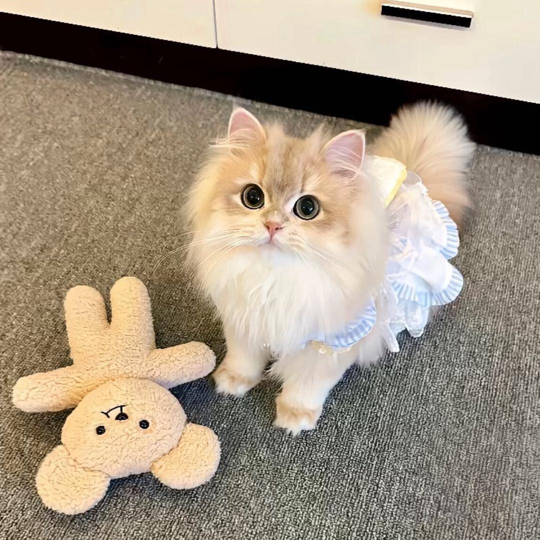 开心小蛋糕🧁