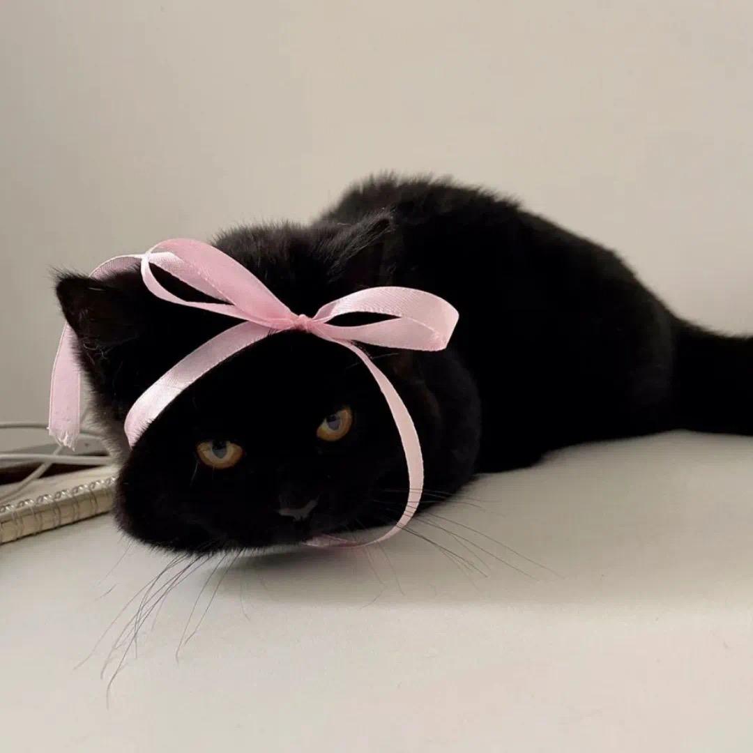顾d猫宁
