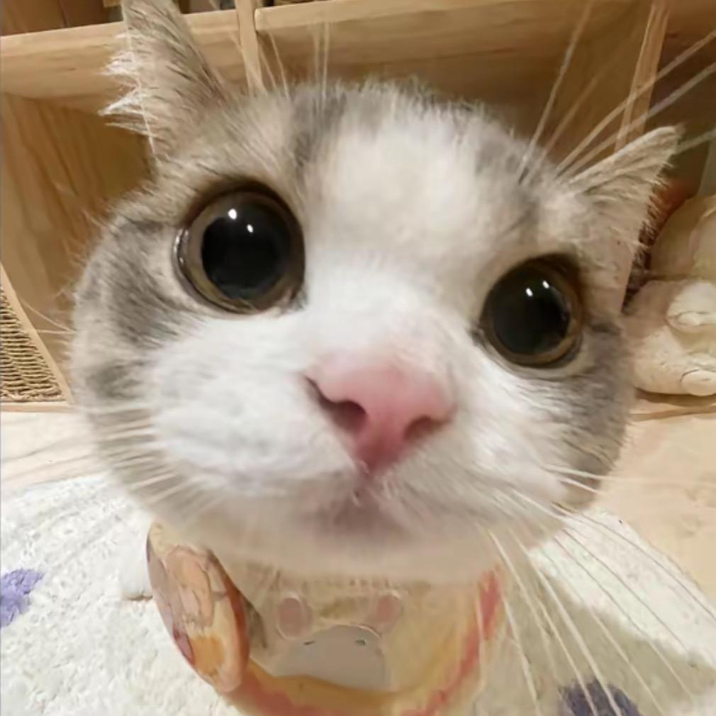 小布