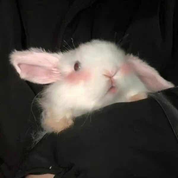 秦兔兔🐰