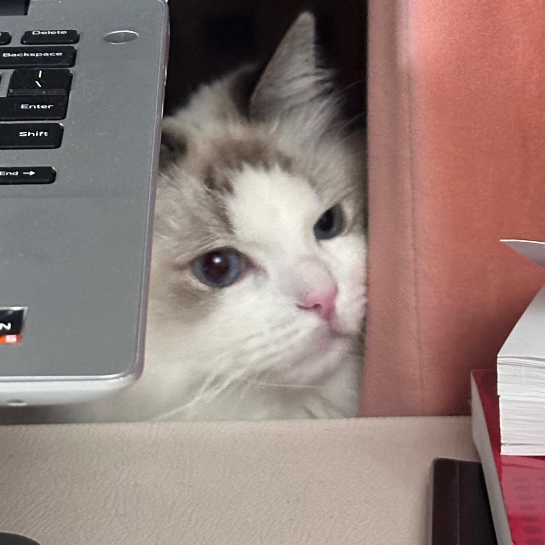 曦嘤星星🐈‍⬛（枭学生版）