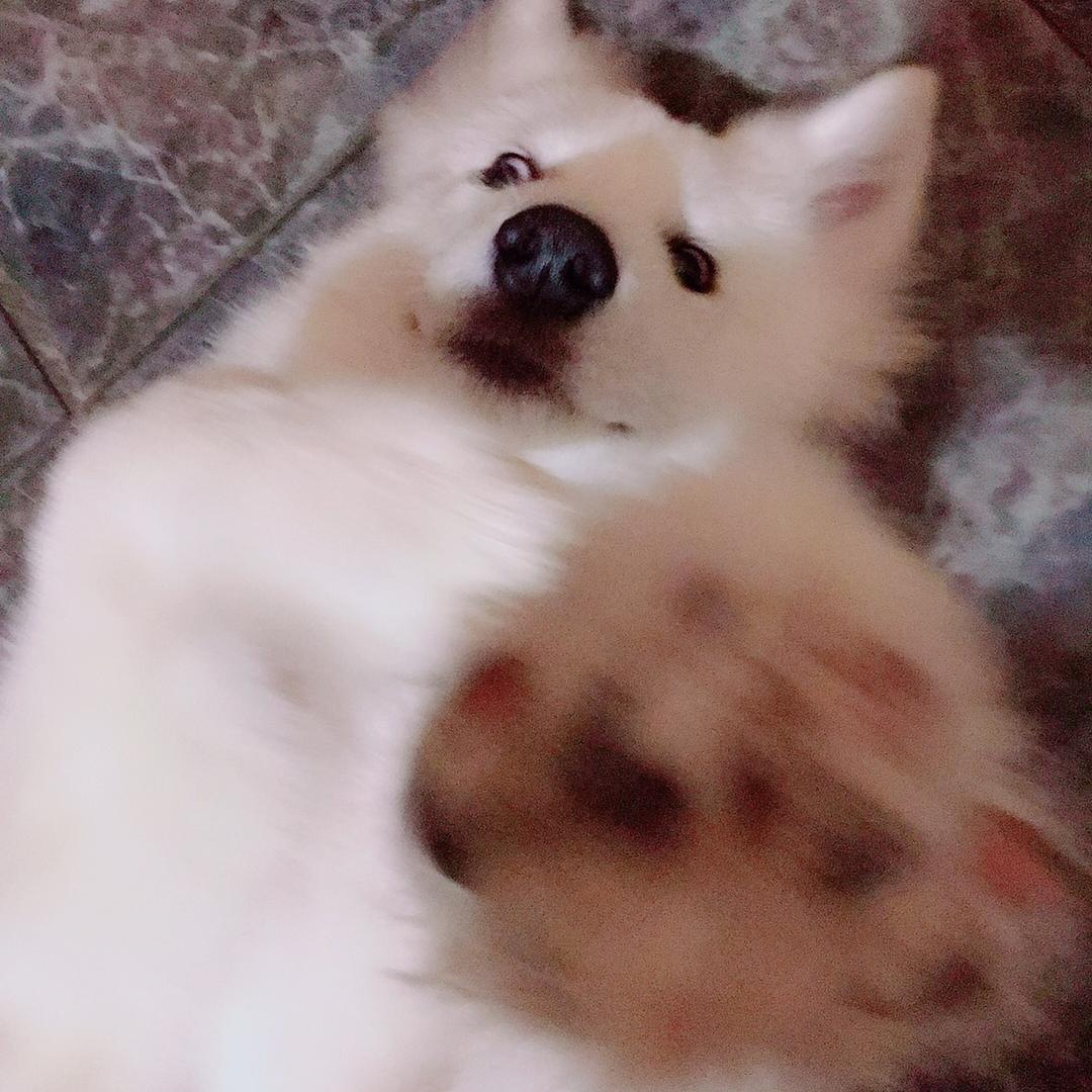 魑魅魍魉