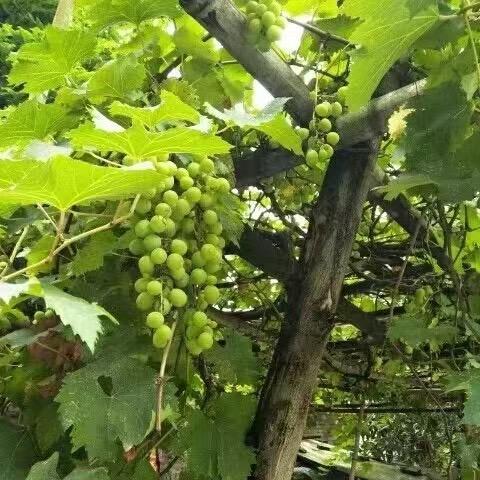 兴佳