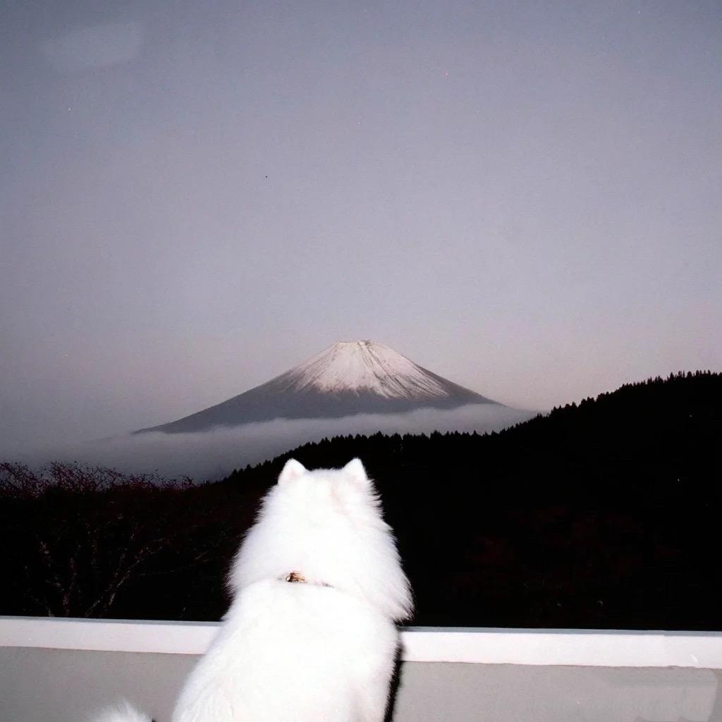 野草