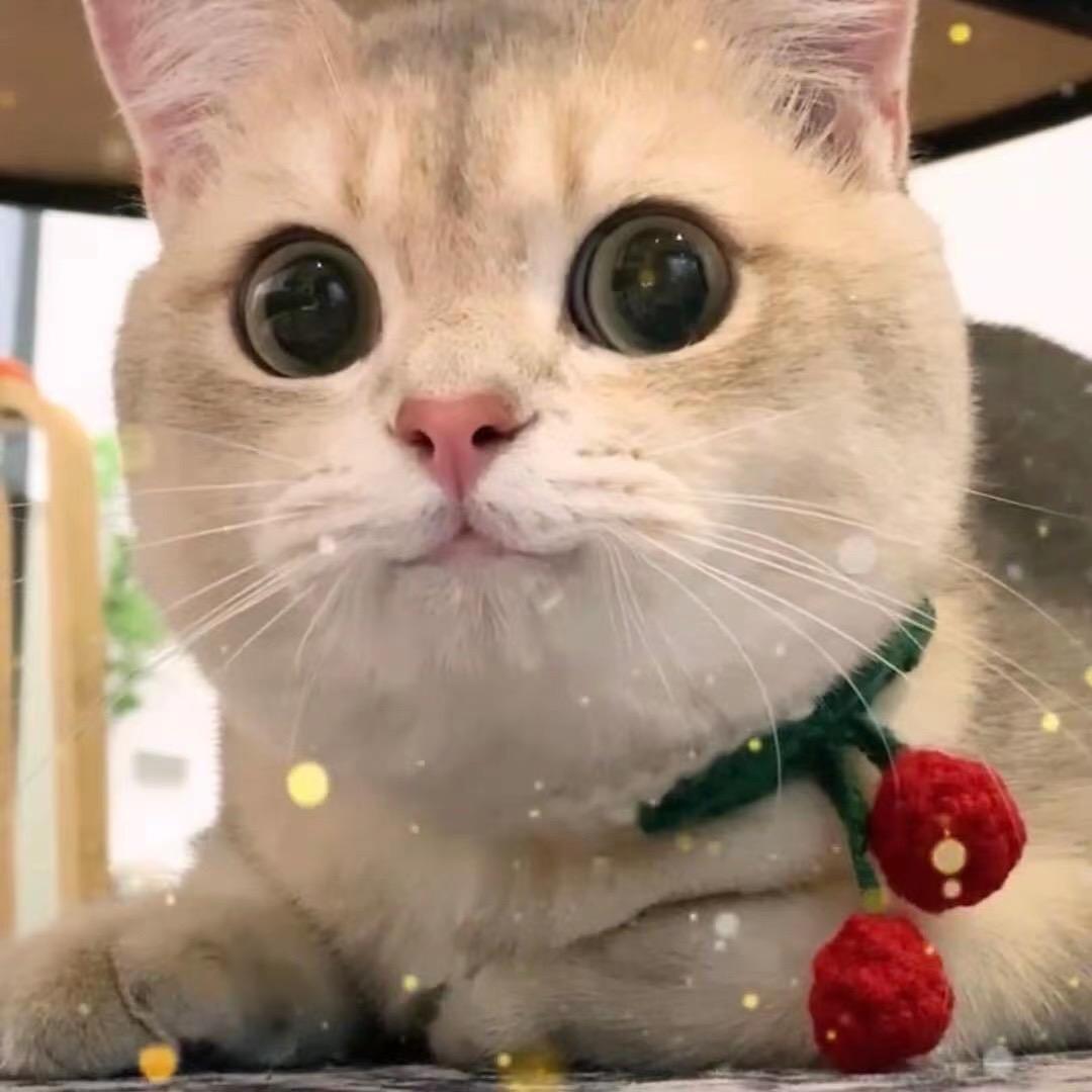 杰尼龟破价专场