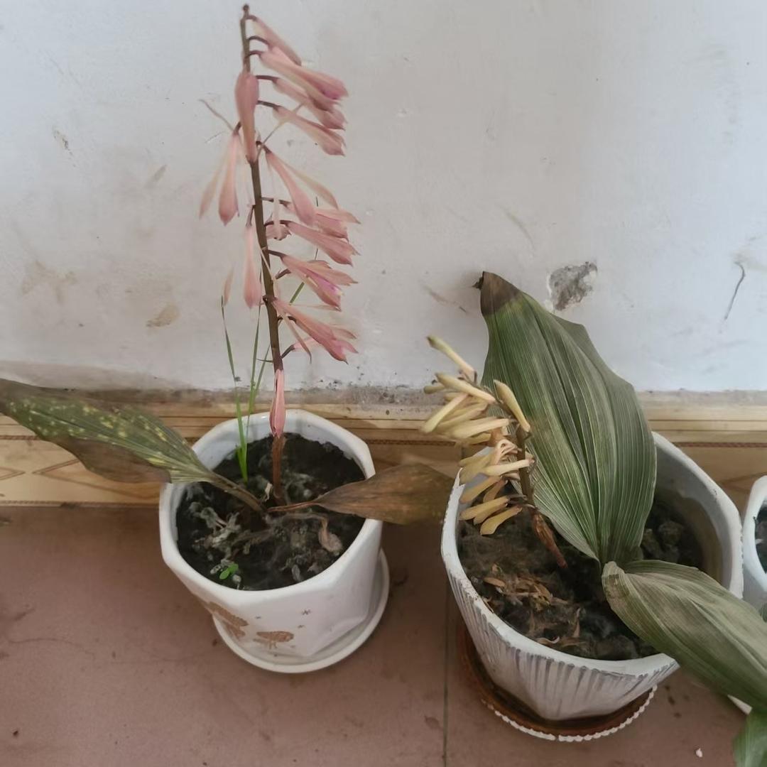 搞药材的方