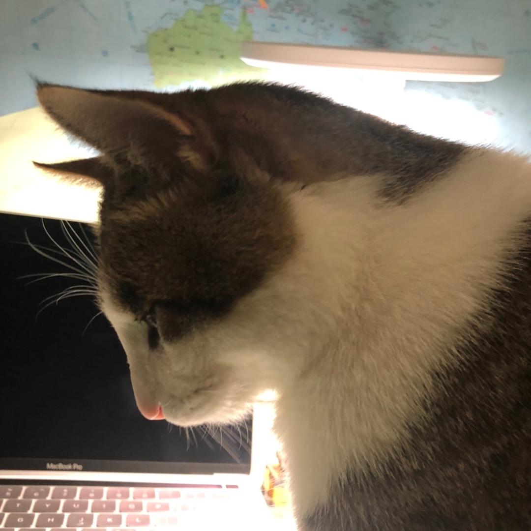 我的猫咪叫丁满