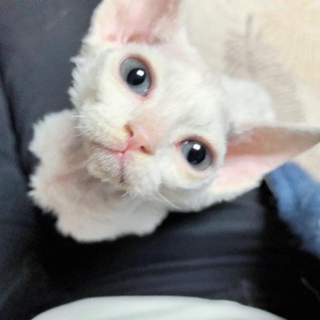 阿茶家开放式寄养