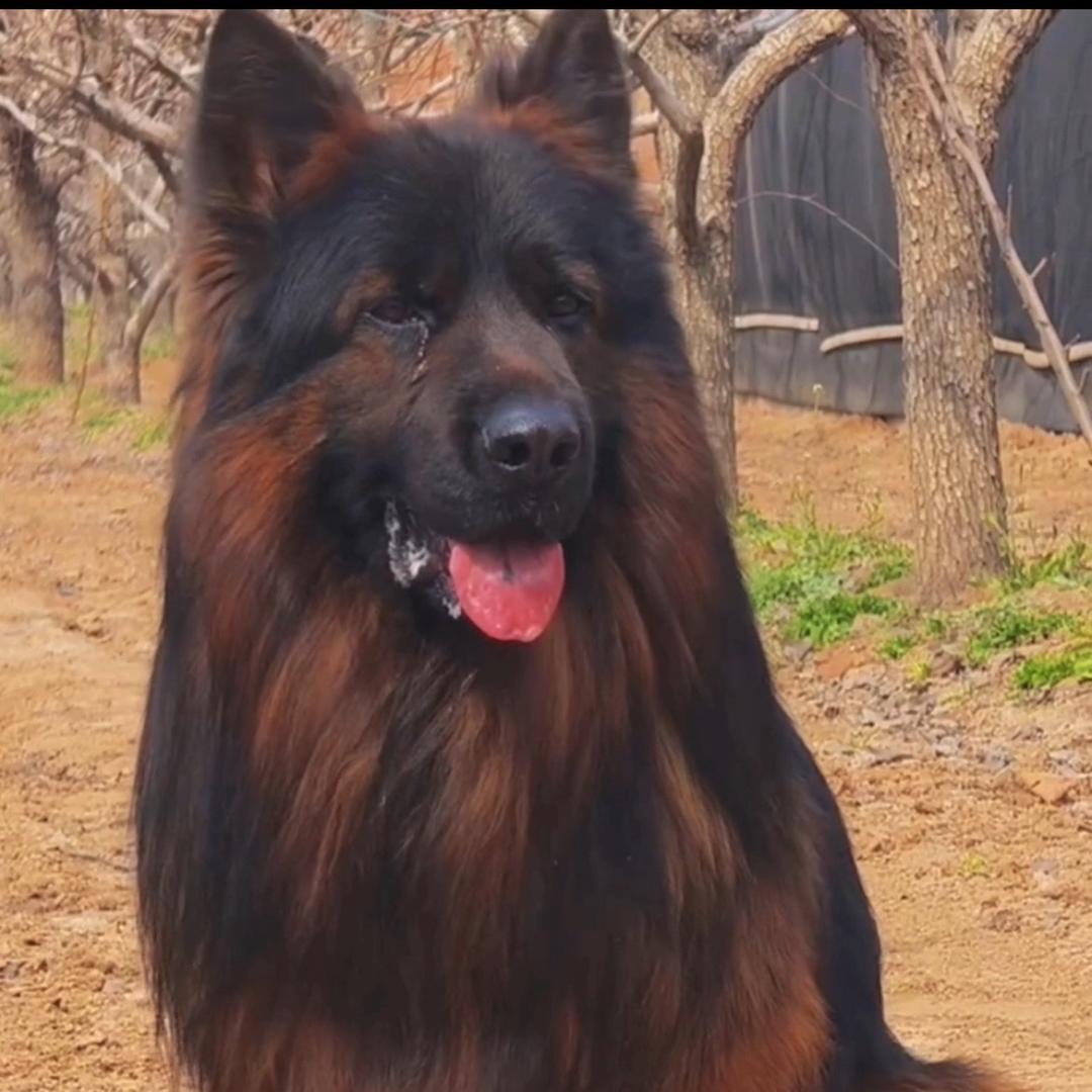 德牧培育犬舍