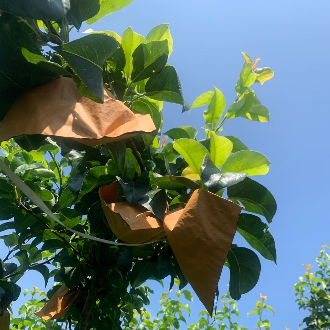 承接剪树套代采茶小分队