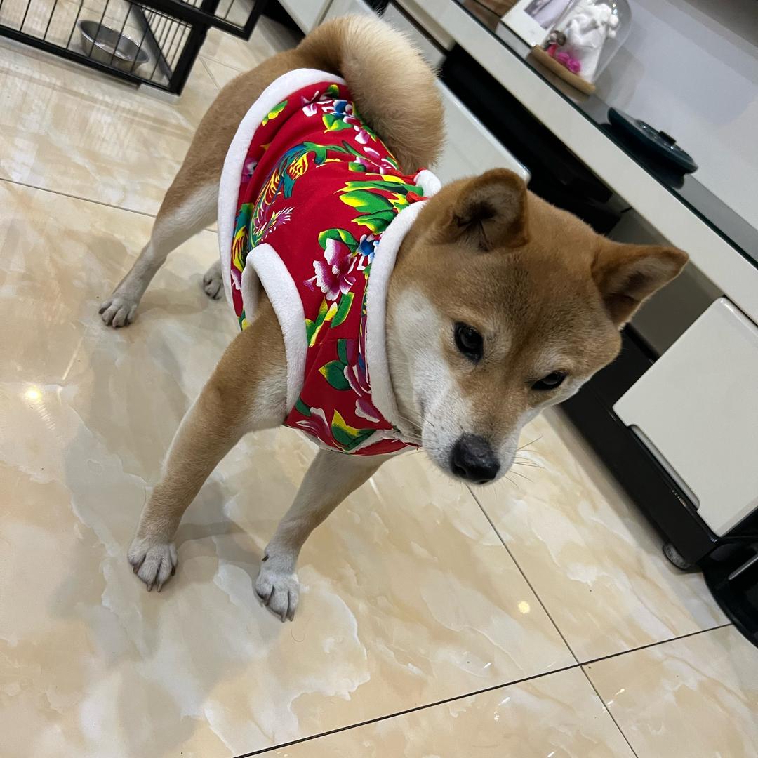 陶先生