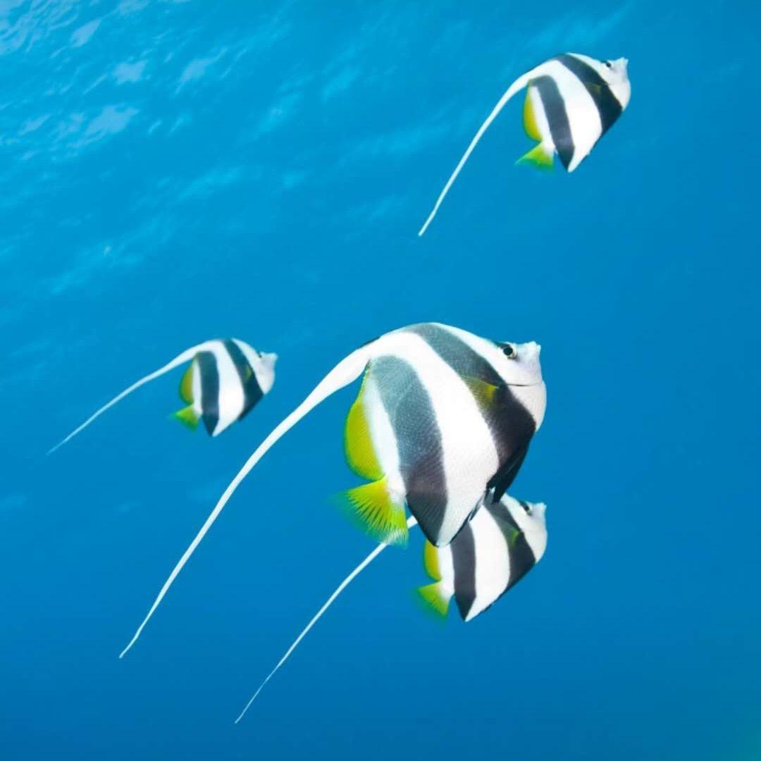 🐠不会游泳的鱼🌈