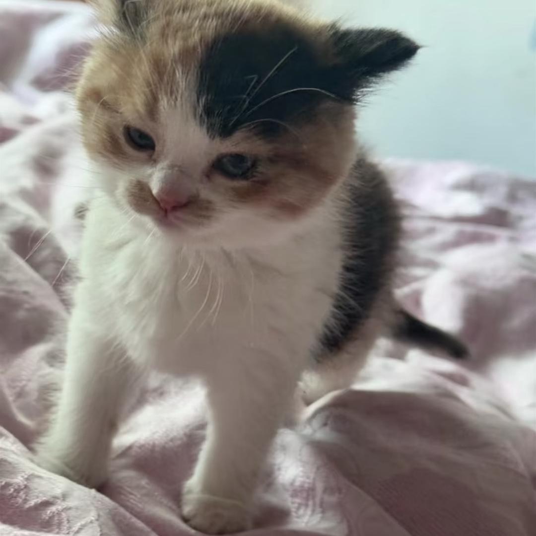 桐意