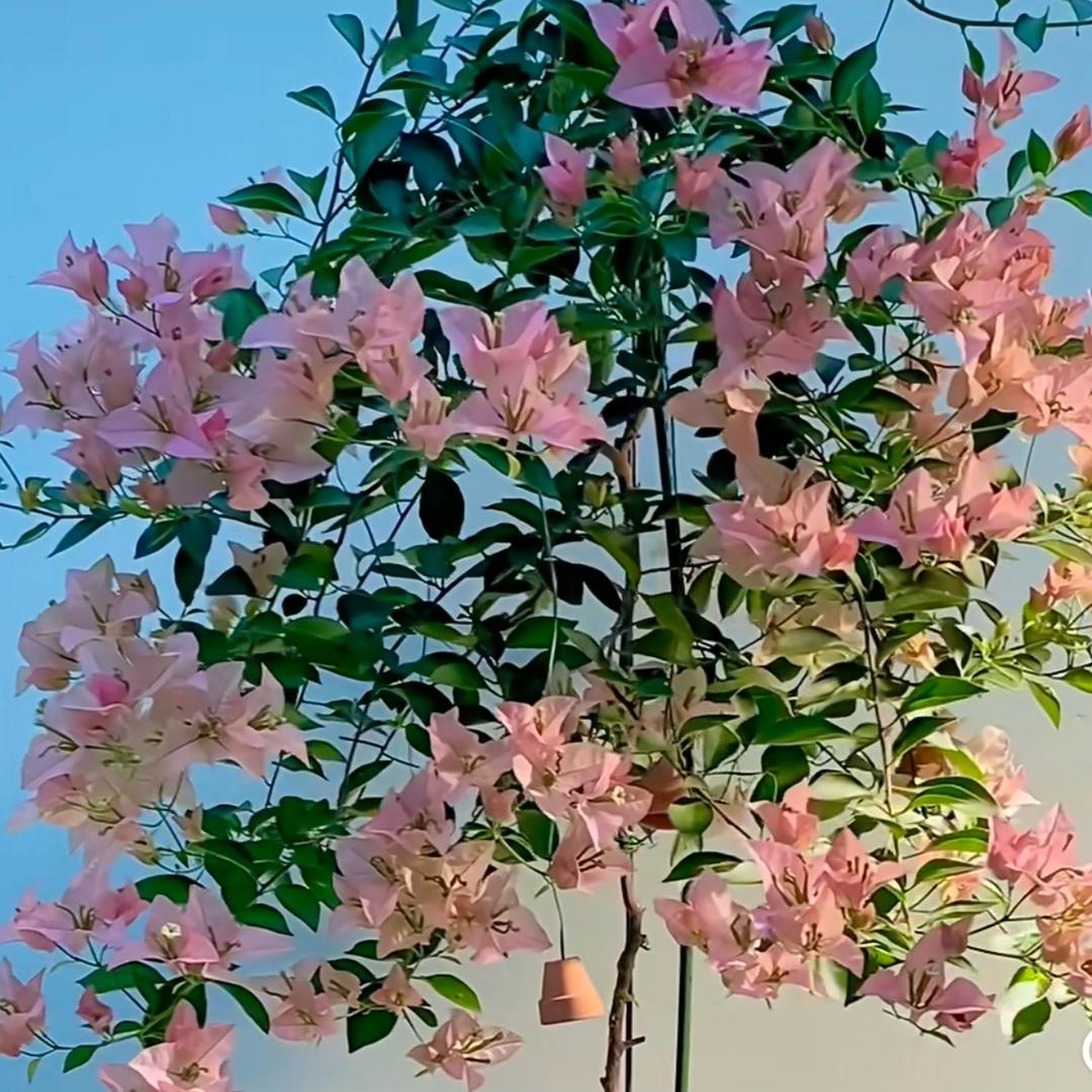一枝梅花卉三角梅园艺