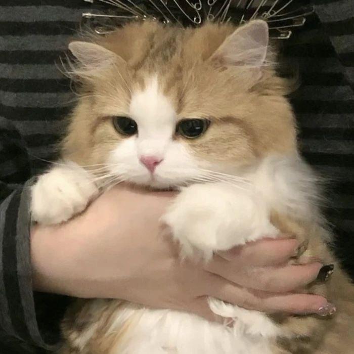 巨他妈神奇小猫