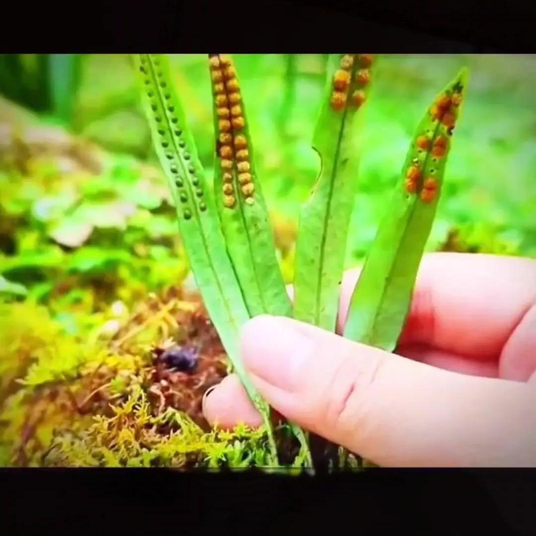 黄金肾精草