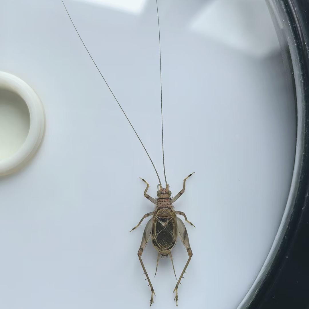 小严鸣虫虫具店