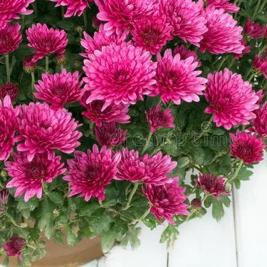 菊花