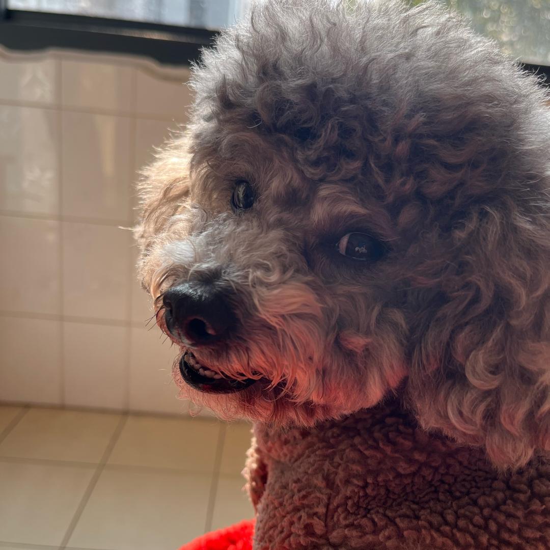 宇宙第一帅狗🐶