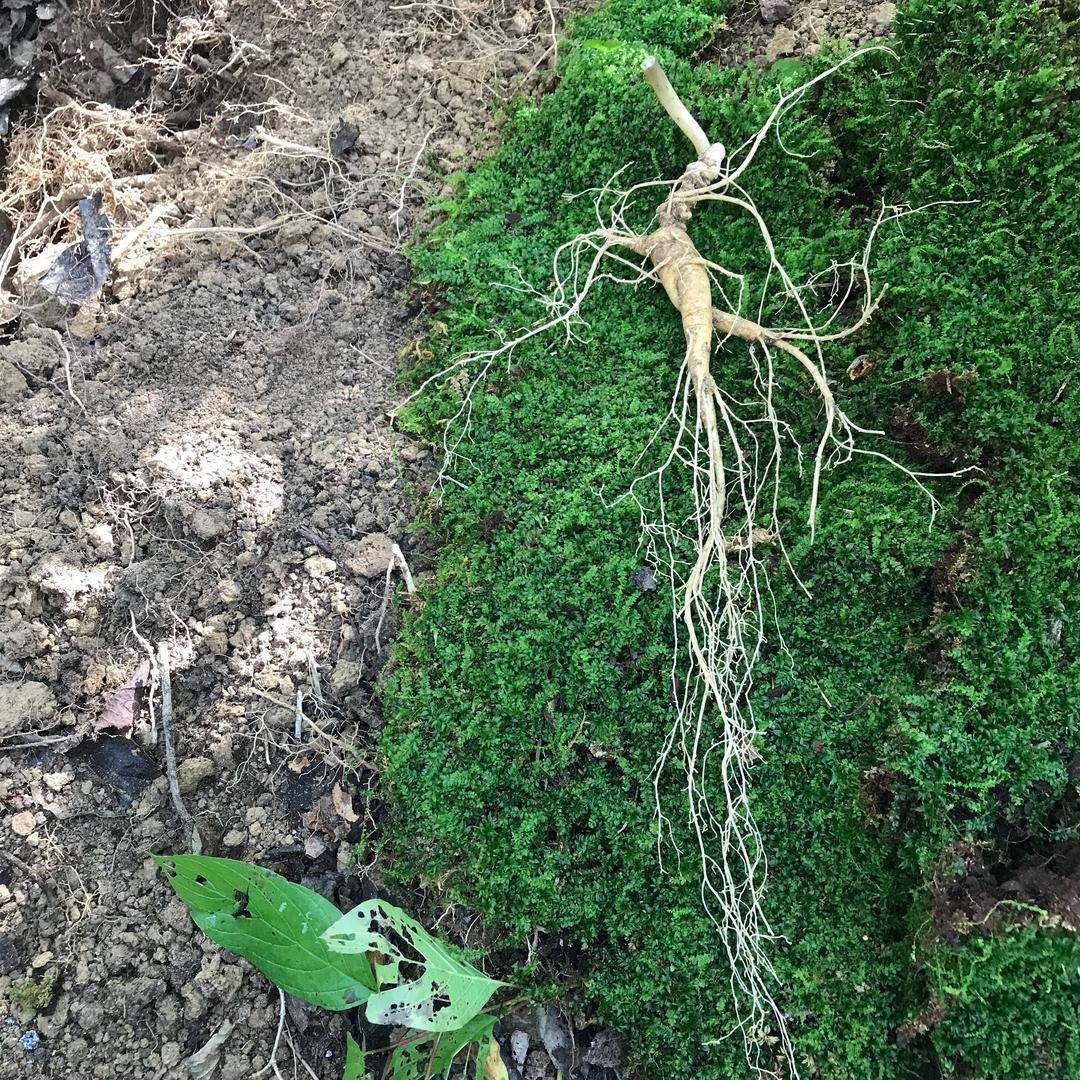 关东山里人在长白山