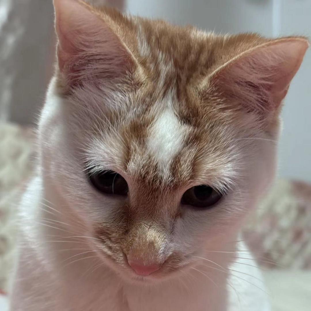 Hellokitty🐈