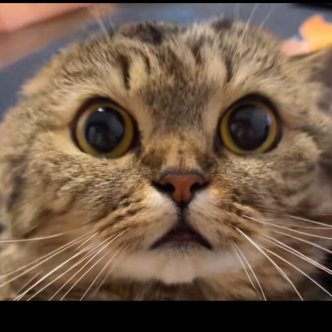 火锅（三角洲行动）