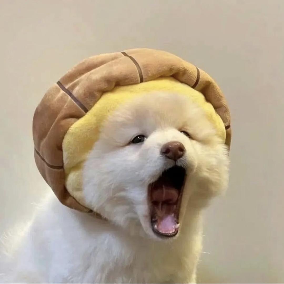 进击的柿饼