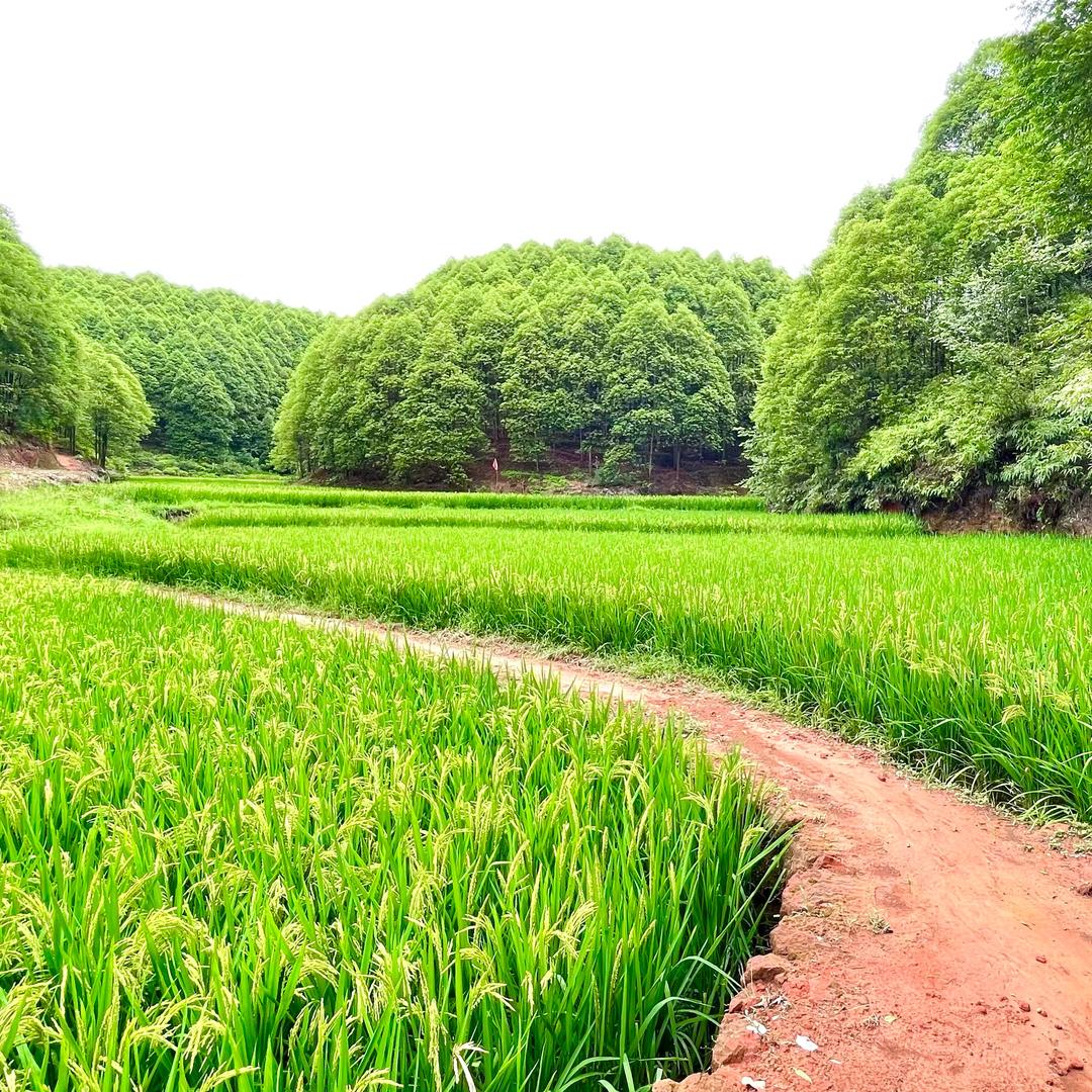 甜甜的草莓🍓老师