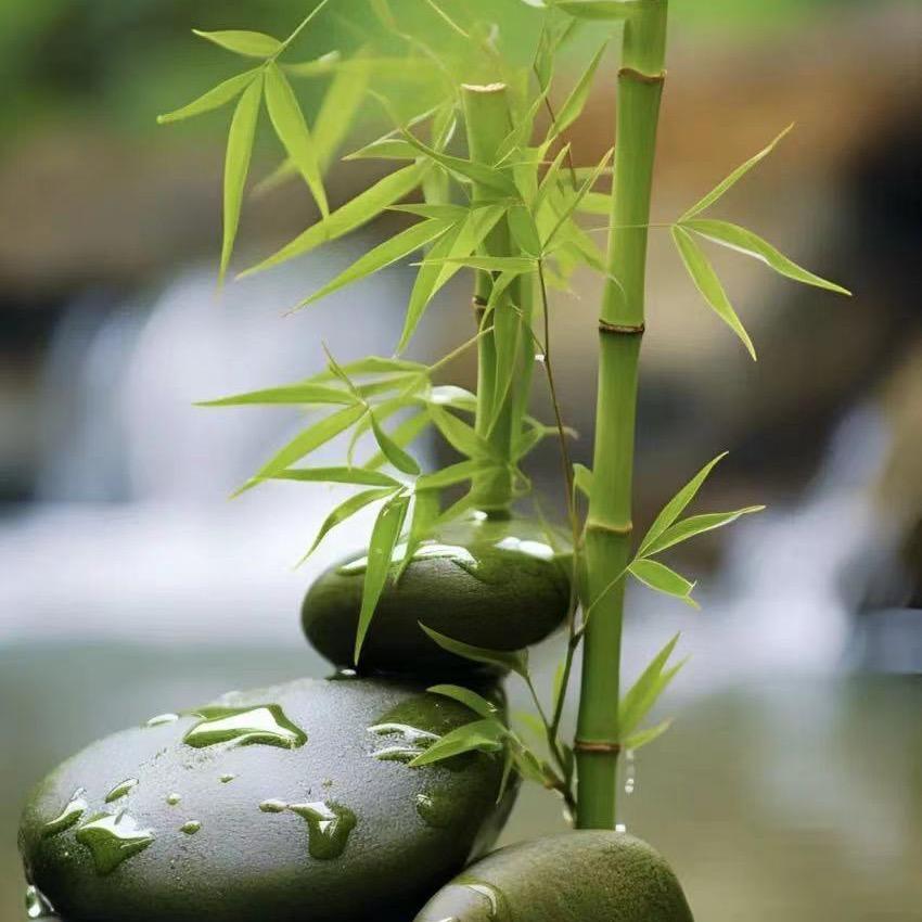 “七安”
