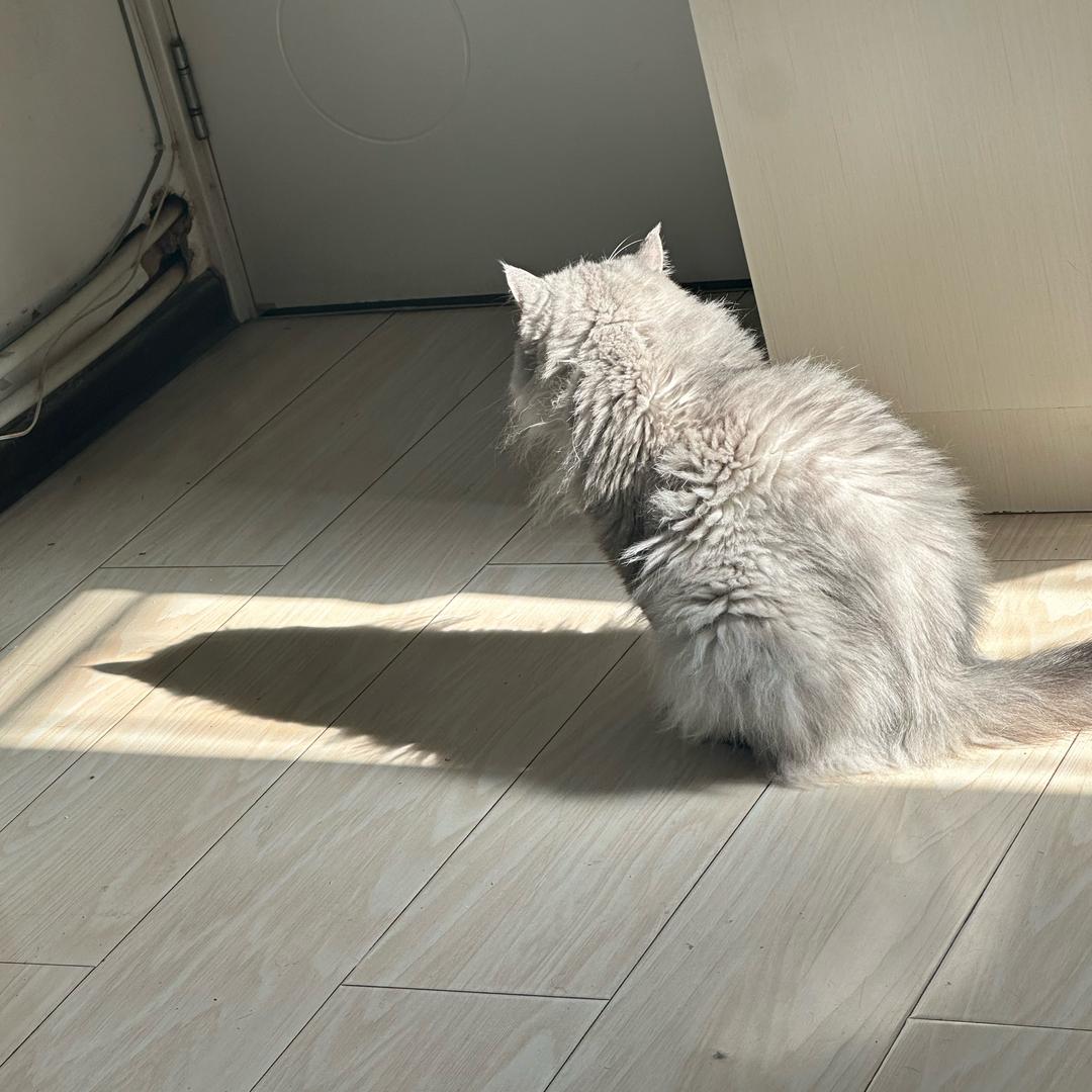 日进斗金杨先生🍀