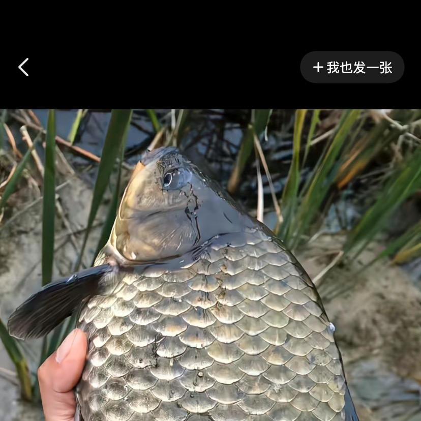 鲫鱼终结者